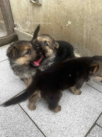 chiots-berger-allemand-big-1