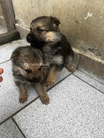 chiots-berger-allemand-big-2