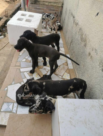 chiots-dog-allemand-big-0