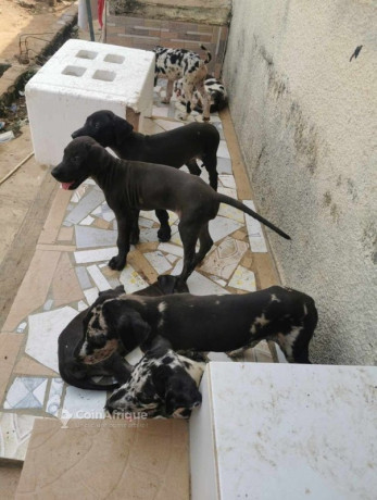 chiots-dog-allemand-big-1