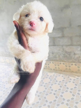 caniche-bichon-big-0
