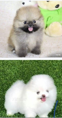 chien-spiss-pomerani-big-0