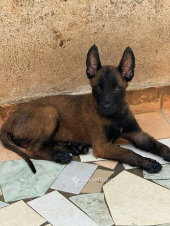 chien-mali-big-0