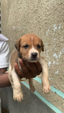 chiot-pitbull-big-0
