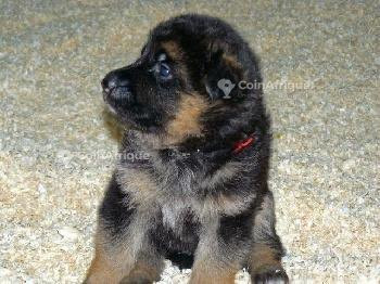 chiot-berger-allemand-big-0