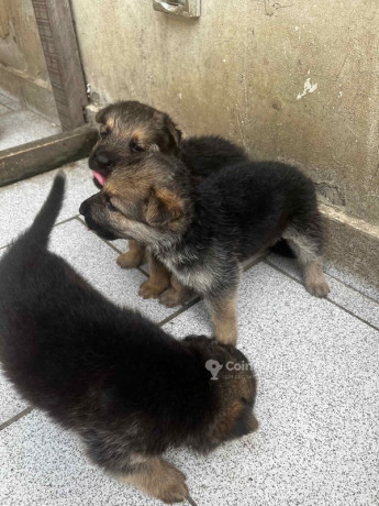 chiot-berger-allemand-big-1