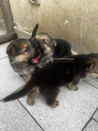 chiot-berger-allemand-big-0