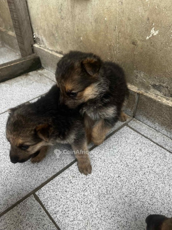 chiot-berger-allemand-big-1