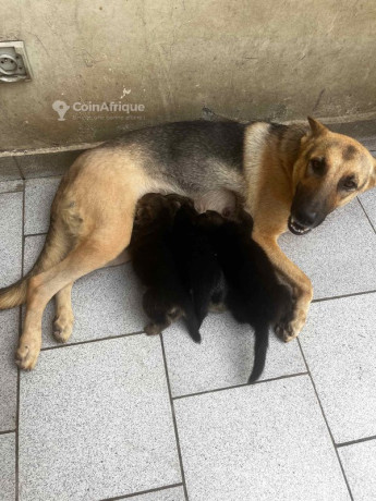 chiot-berger-allemand-big-2