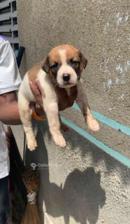 chiot-pitbull-femelle-big-0