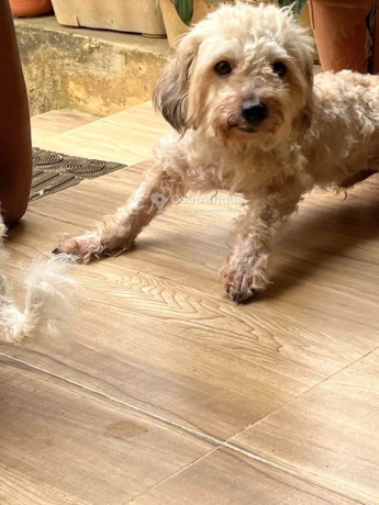chiot-caniche-big-0