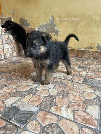 chiot-berger-allemand-big-0