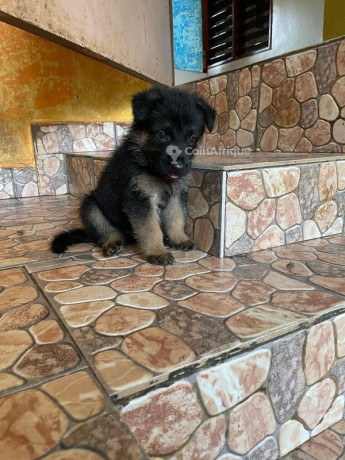 chiot-berger-allemand-big-1