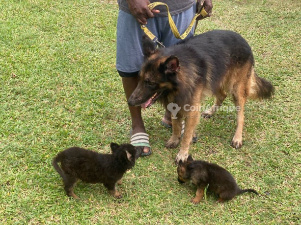 chiot-berger-allemand-big-2