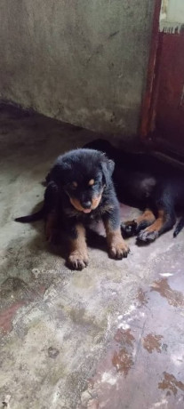 chiot-rottweiler-big-0
