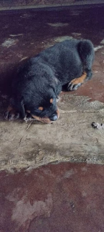 chiot-rottweiler-big-1