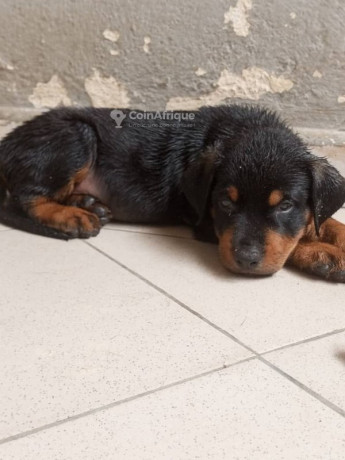 chiot-rottweiler-big-2