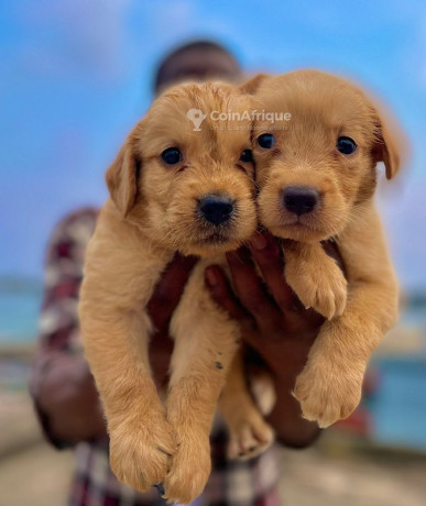 chiots-labrador-golden-retriever-big-0