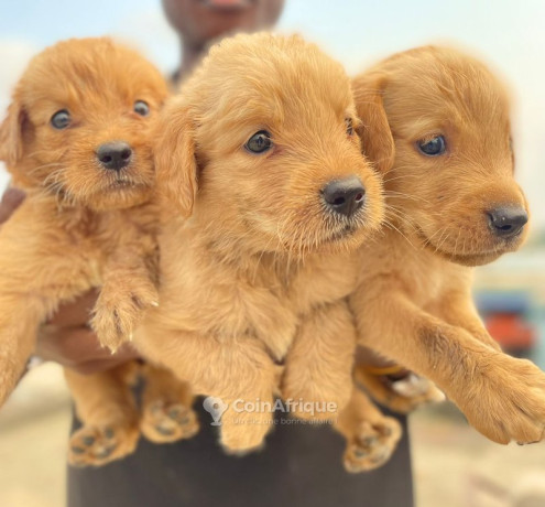 chiots-labrador-golden-retriever-big-1