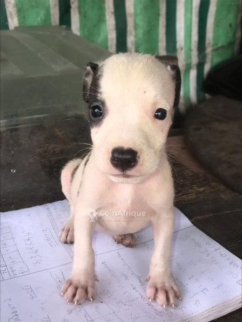 chiots-pitbull-issue-big-0