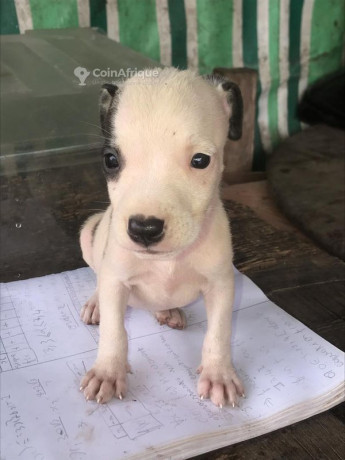 chiots-pitbull-issue-big-1