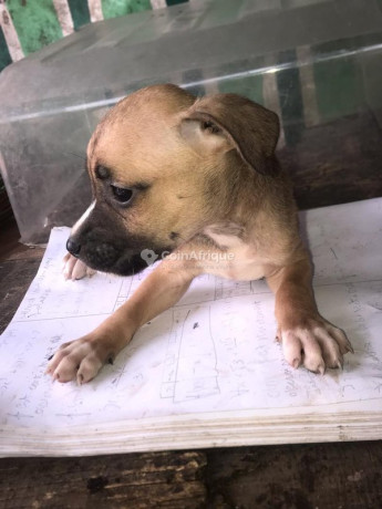 chiots-pitbull-issue-big-2