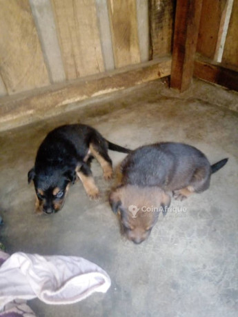chiots-berger-allemand-big-0