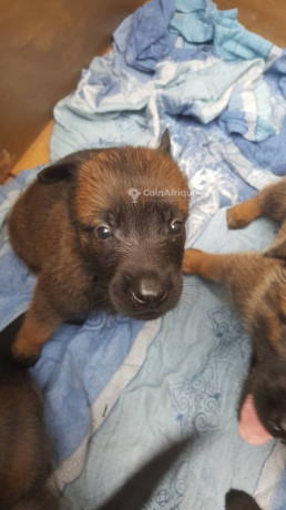 chiots-malinois-charbonner-big-0
