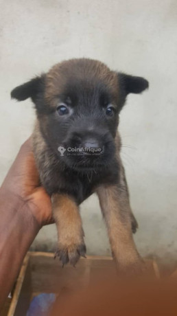 chiots-malinois-charbonner-big-1