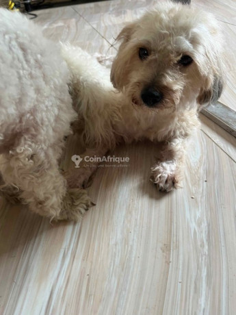 chiot-caniche-big-0