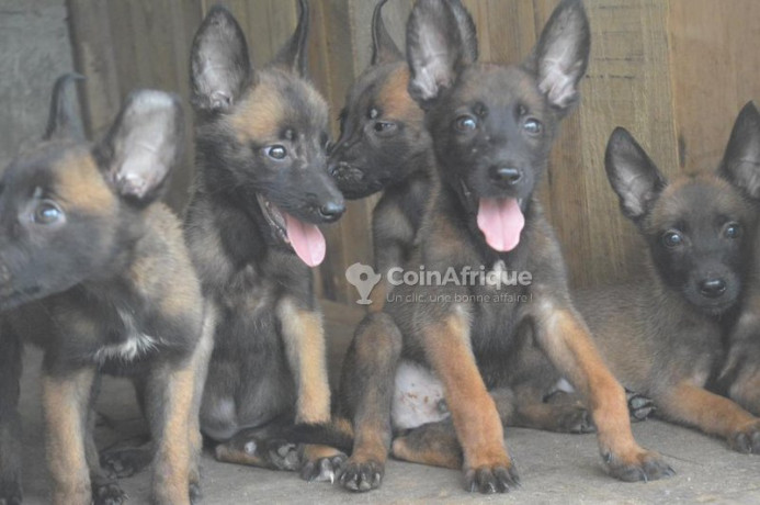 chiot-berger-belge-malinois-big-0