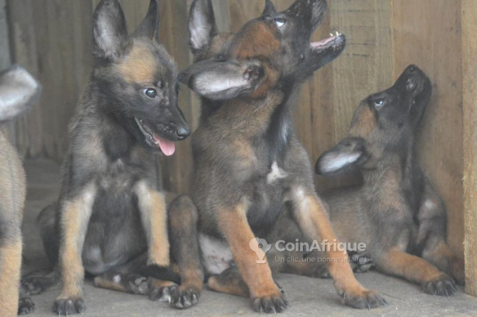 chiot-berger-belge-malinois-big-1