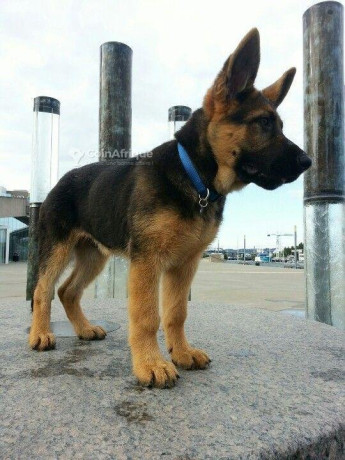 chiot-berger-allemand-big-0
