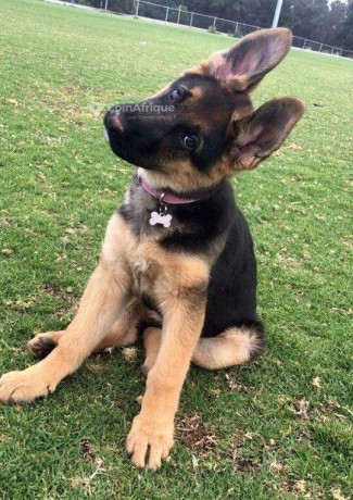 chiot-berger-allemand-big-2