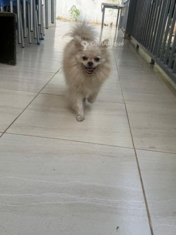 chiots-big-1