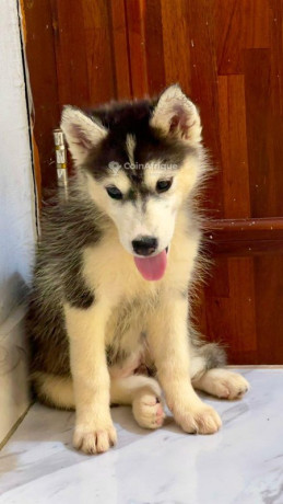 chiot-husky-siberien-big-0