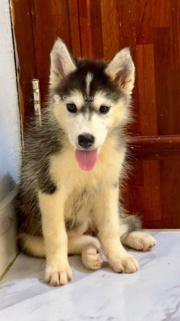 chiot-husky-siberien-big-1