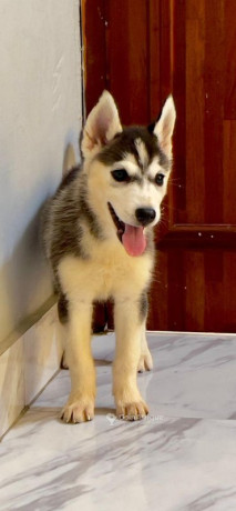 chiot-husky-siberien-big-2
