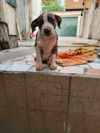 chiot-pitbull-big-0