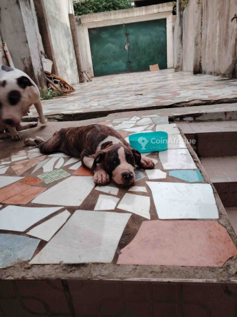 chiot-pitbull-big-1