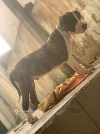 chiot-pitbull-big-2